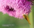 _IGP5884 moth on thistle